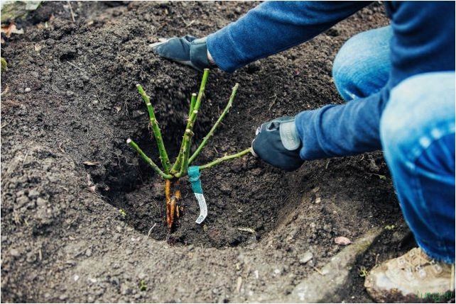(выращивать, розы, сорта, агротехника, выращивания) Как выращивать розы: сорта, агротехника выращивания, правильная посадка в грунт из букета быстрым способом