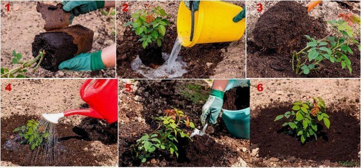 (выращивать, розы, сорта, агротехника, выращивания) Как выращивать розы: сорта, агротехника выращивания, правильная посадка в грунт из букета быстрым способом