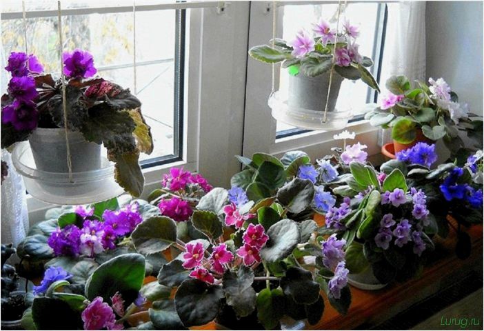 (декоративные, растения, сада, кустарники) Декоративные растения для сада: кустарники для одиночных посадок, комнатные и экзотические для дачи