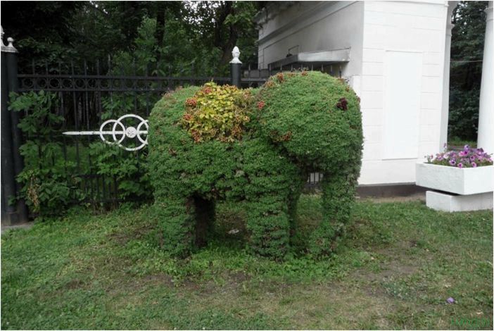 (декоративные, растения, сада, кустарники) Декоративные растения для сада: кустарники для одиночных посадок, комнатные и экзотические для дачи