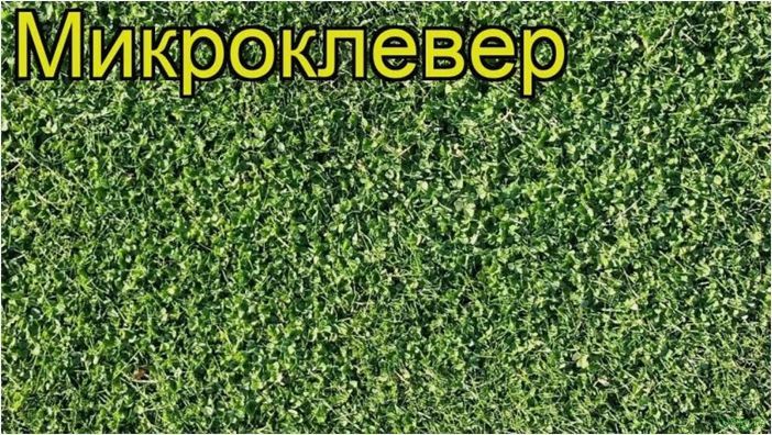 (трава, газона) Какая трава лучше для газона — какие семена выбрать, выбор смеси, посадка в грунт