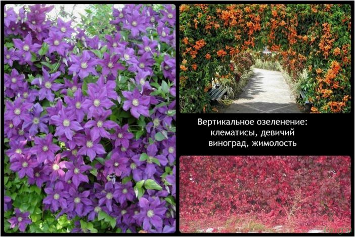 (лианы, даче, быстрорастущие, забора, посадка) Лианы на даче — быстрорастущие для забора, посадка на даче, какие используют для озеленения