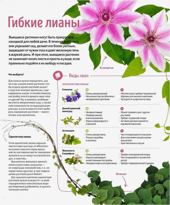 (лианы, даче, быстрорастущие, забора, посадка) Лианы на даче — быстрорастущие для забора, посадка на даче, какие используют для озеленения