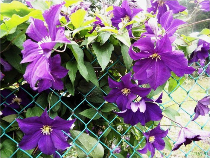 (лианы, даче, быстрорастущие, забора, посадка) Лианы на даче — быстрорастущие для забора, посадка на даче, какие используют для озеленения