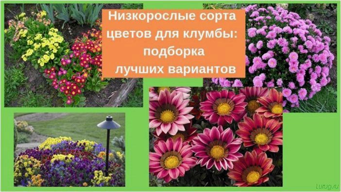 (низкорослые, цветы, клумбы, названия) Низкорослые цветы для клумбы: названия растений цветущих все лето, посадка вдоль забора, правила ухода