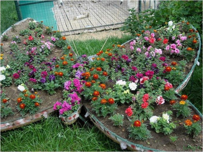 (низкорослые, цветы, клумбы, названия) Низкорослые цветы для клумбы: названия растений цветущих все лето, посадка вдоль забора, правила ухода