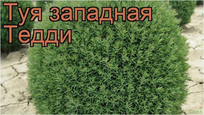 (описание, способы, посадки, пересадки, открытый, грунт) Туя: описание, способы посадки и пересадки в открытый грунт, виды, сорта, размножение, обрезка, уход за туей