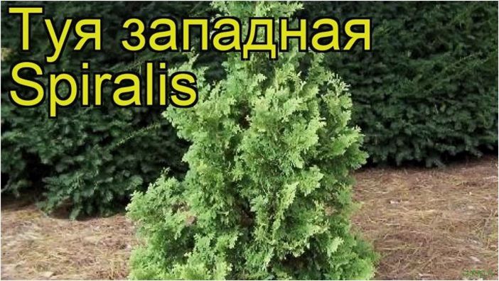 (описание, способы, посадки, пересадки, открытый, грунт) Туя: описание, способы посадки и пересадки в открытый грунт, виды, сорта, размножение, обрезка, уход за туей