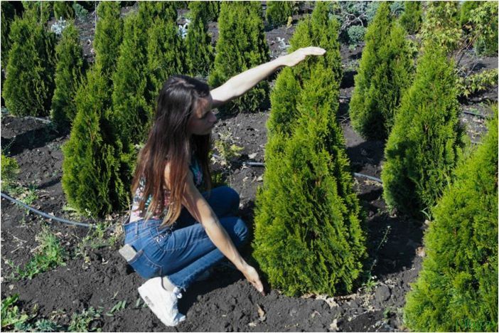 (описание, способы, посадки, пересадки, открытый, грунт) Туя: описание, способы посадки и пересадки в открытый грунт, виды, сорта, размножение, обрезка, уход за туей