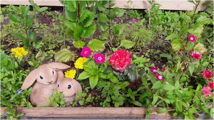 Цветущая клумба: каталог многолетних и однолетних цветов, подбор культур на участке, схема для ландшафтного дизайна