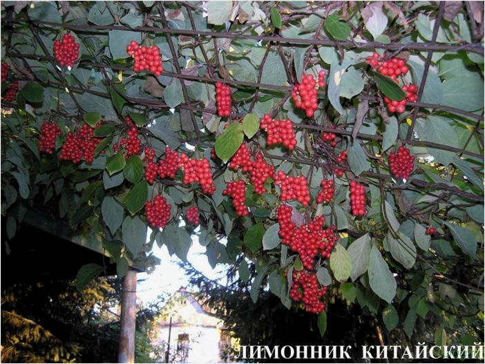 (лимонник, китайский, особенности, посадки, лечебные) Лимонник китайский — особенности посадки, лечебные свойства и противопоказания, уход за растением, обрезка, подкормка