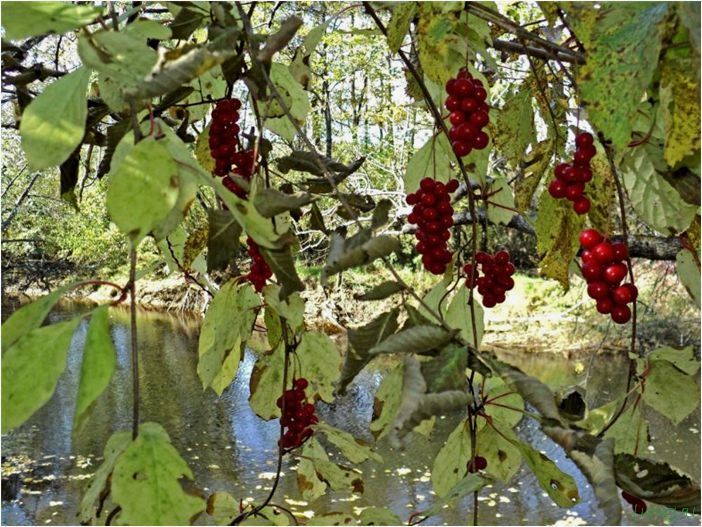 (лимонник, китайский, особенности, посадки, лечебные) Лимонник китайский — особенности посадки, лечебные свойства и противопоказания, уход за растением, обрезка, подкормка
