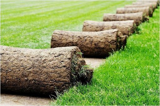 (рулонный, газон, укладкf) Рулонный газон — что это такое, укладкf, какой лучше, как правильно выбрать, какие бывают виды, цена на рулонную траву