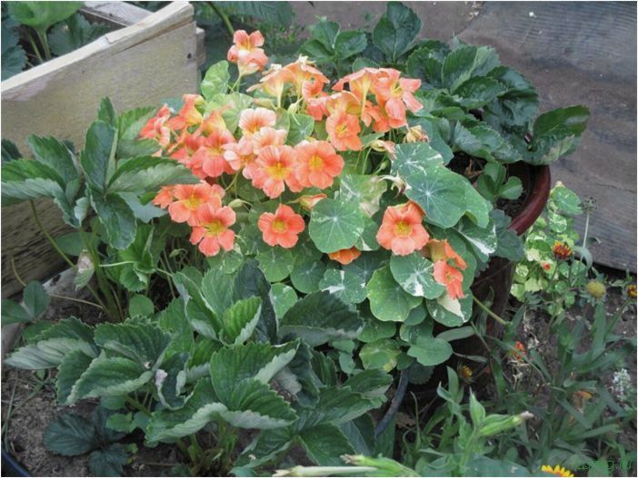 (цветочная, клумба, идеи, оформления, схема, посадки) Цветочная клумба: идеи оформления, схема посадки растений, инструкция для начинающих, из многолетников и однолетников