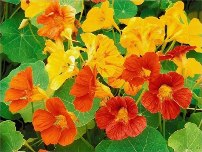 (однолетние, цветы, дачи, посадить) Однолетние цветы для дачи — какие посадить? Каталог с названиями, виды и сорта, характеристика