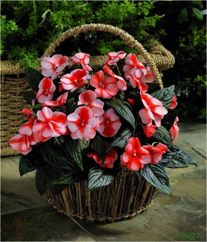(однолетние, цветы, дачи, посадить) Однолетние цветы для дачи — какие посадить? Каталог с названиями, виды и сорта, характеристика