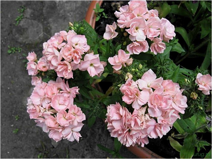 (друммонда, сажать, рассаду, крупноцветковые, однолетние) Друммонда: когда сажать на рассаду, крупноцветковые однолетние сорта, применение в ландшафтном дизайне сада