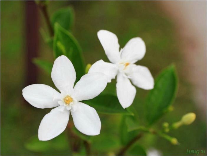 (жасмин, jasminum, описание, уход, посадка) Жасмин (Jasminum): описание и уход, посадка в грунт, использование в ландшафтном дизайне