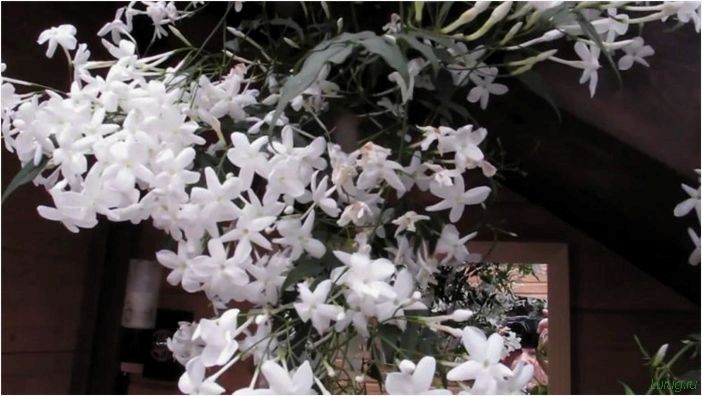 (жасмин, jasminum, описание, уход, посадка) Жасмин (Jasminum): описание и уход, посадка в грунт, использование в ландшафтном дизайне