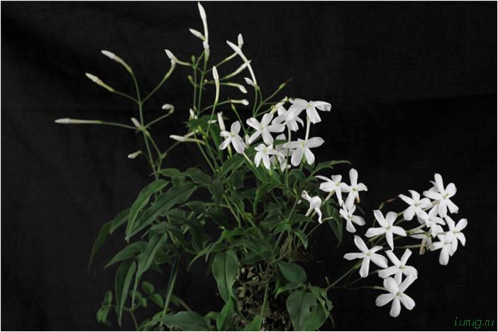 (жасмин, jasminum, описание, уход, посадка) Жасмин (Jasminum): описание и уход, посадка в грунт, использование в ландшафтном дизайне