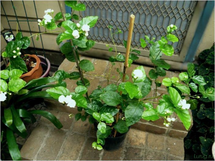 (жасмин, jasminum, описание, уход, посадка) Жасмин (Jasminum): описание и уход, посадка в грунт, использование в ландшафтном дизайне