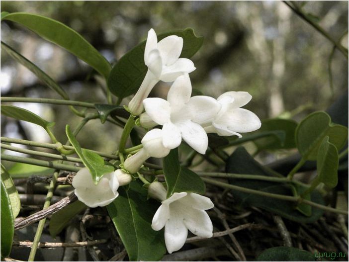 (жасмин, jasminum, описание, уход, посадка) Жасмин (Jasminum): описание и уход, посадка в грунт, использование в ландшафтном дизайне