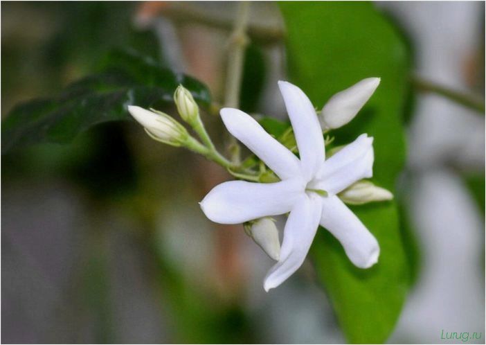 (жасмин, jasminum, описание, уход, посадка) Жасмин (Jasminum): описание и уход, посадка в грунт, использование в ландшафтном дизайне