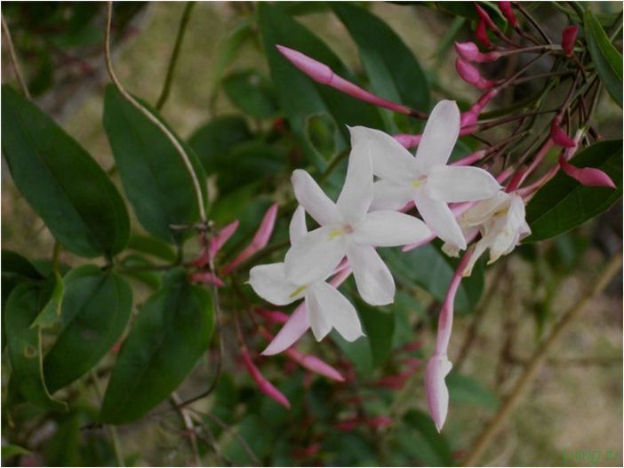 (жасмин, jasminum, описание, уход, посадка) Жасмин (Jasminum): описание и уход, посадка в грунт, использование в ландшафтном дизайне