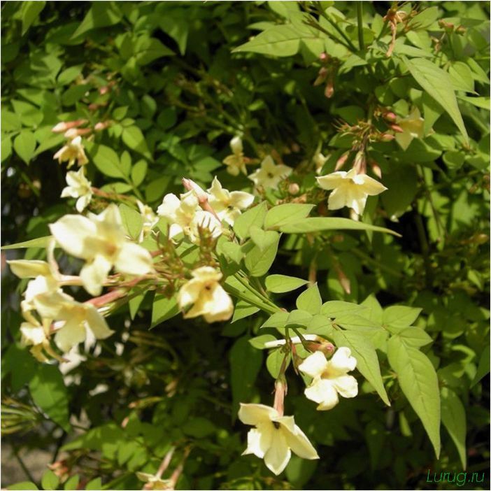 (жасмин, jasminum, описание, уход, посадка) Жасмин (Jasminum): описание и уход, посадка в грунт, использование в ландшафтном дизайне