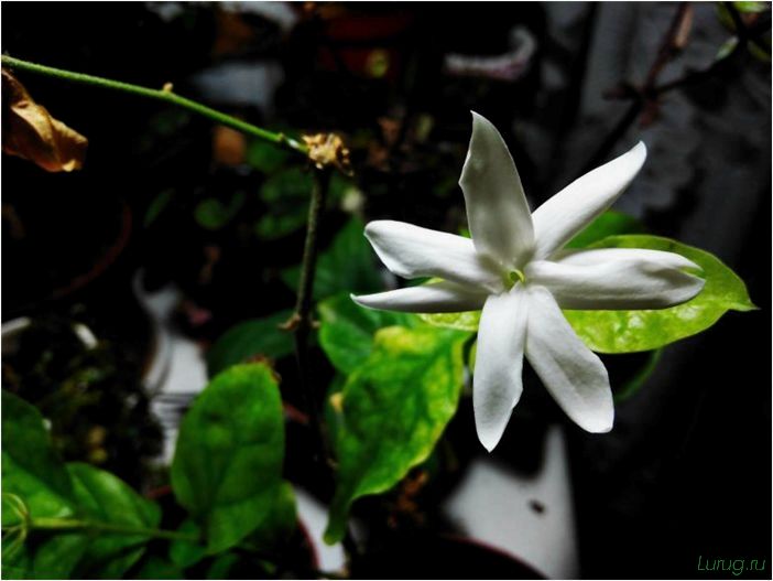 (жасмин, jasminum, описание, уход, посадка) Жасмин (Jasminum): описание и уход, посадка в грунт, использование в ландшафтном дизайне