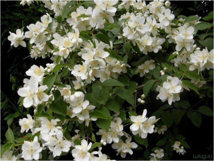 (жасмин, jasminum, описание, уход, посадка) Жасмин (Jasminum): описание и уход, посадка в грунт, использование в ландшафтном дизайне