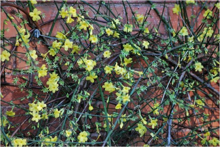 (жасмин, jasminum, описание, уход, посадка) Жасмин (Jasminum): описание и уход, посадка в грунт, использование в ландшафтном дизайне