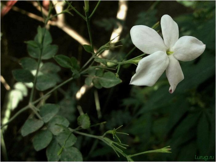 (жасмин, jasminum, описание, уход, посадка) Жасмин (Jasminum): описание и уход, посадка в грунт, использование в ландшафтном дизайне