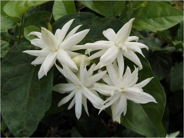 (жасмин, jasminum, описание, уход, посадка) Жасмин (Jasminum): описание и уход, посадка в грунт, использование в ландшафтном дизайне