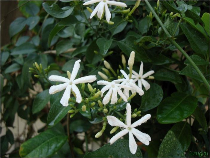 (жасмин, jasminum, описание, уход, посадка) Жасмин (Jasminum): описание и уход, посадка в грунт, использование в ландшафтном дизайне