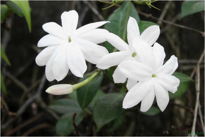 (жасмин, jasminum, описание, уход, посадка) Жасмин (Jasminum): описание и уход, посадка в грунт, использование в ландшафтном дизайне