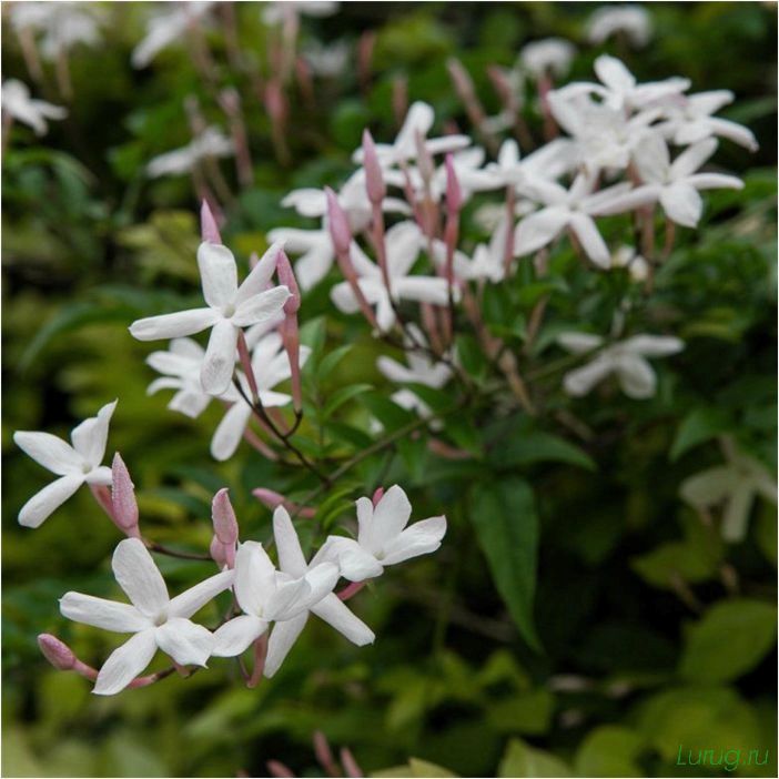 (жасмин, jasminum, описание, уход, посадка) Жасмин (Jasminum): описание и уход, посадка в грунт, использование в ландшафтном дизайне