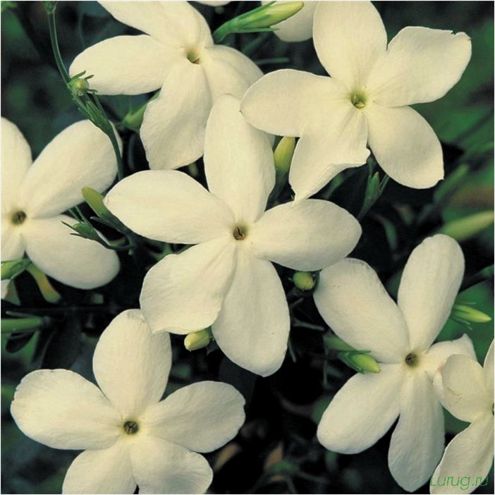(жасмин, jasminum, описание, уход, посадка) Жасмин (Jasminum): описание и уход, посадка в грунт, использование в ландшафтном дизайне