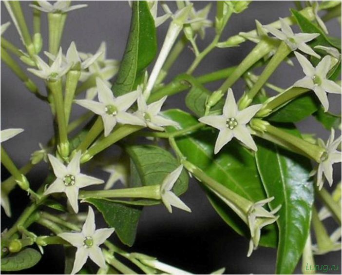 (жасмин, jasminum, описание, уход, посадка) Жасмин (Jasminum): описание и уход, посадка в грунт, использование в ландшафтном дизайне