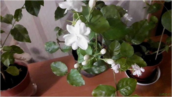 (жасмин, jasminum, описание, уход, посадка) Жасмин (Jasminum): описание и уход, посадка в грунт, использование в ландшафтном дизайне