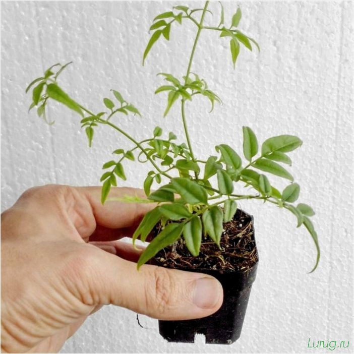 (жасмин, jasminum, описание, уход, посадка) Жасмин (Jasminum): описание и уход, посадка в грунт, использование в ландшафтном дизайне