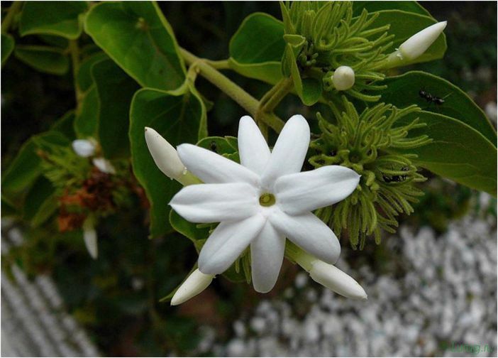 (жасмин, jasminum, описание, уход, посадка) Жасмин (Jasminum): описание и уход, посадка в грунт, использование в ландшафтном дизайне