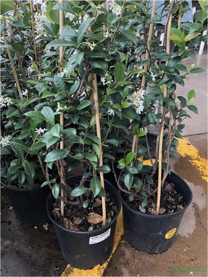 (жасмин, jasminum, описание, уход, посадка) Жасмин (Jasminum): описание и уход, посадка в грунт, использование в ландшафтном дизайне