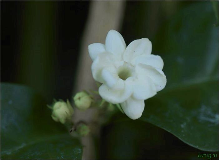 (жасмин, jasminum, описание, уход, посадка) Жасмин (Jasminum): описание и уход, посадка в грунт, использование в ландшафтном дизайне