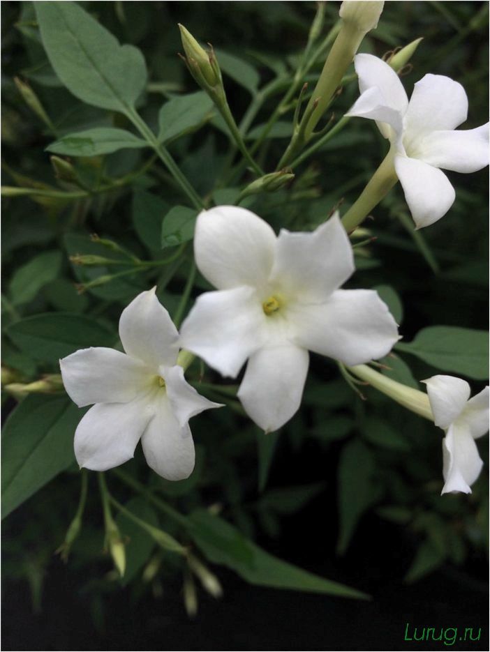 (жасмин, jasminum, описание, уход, посадка) Жасмин (Jasminum): описание и уход, посадка в грунт, использование в ландшафтном дизайне