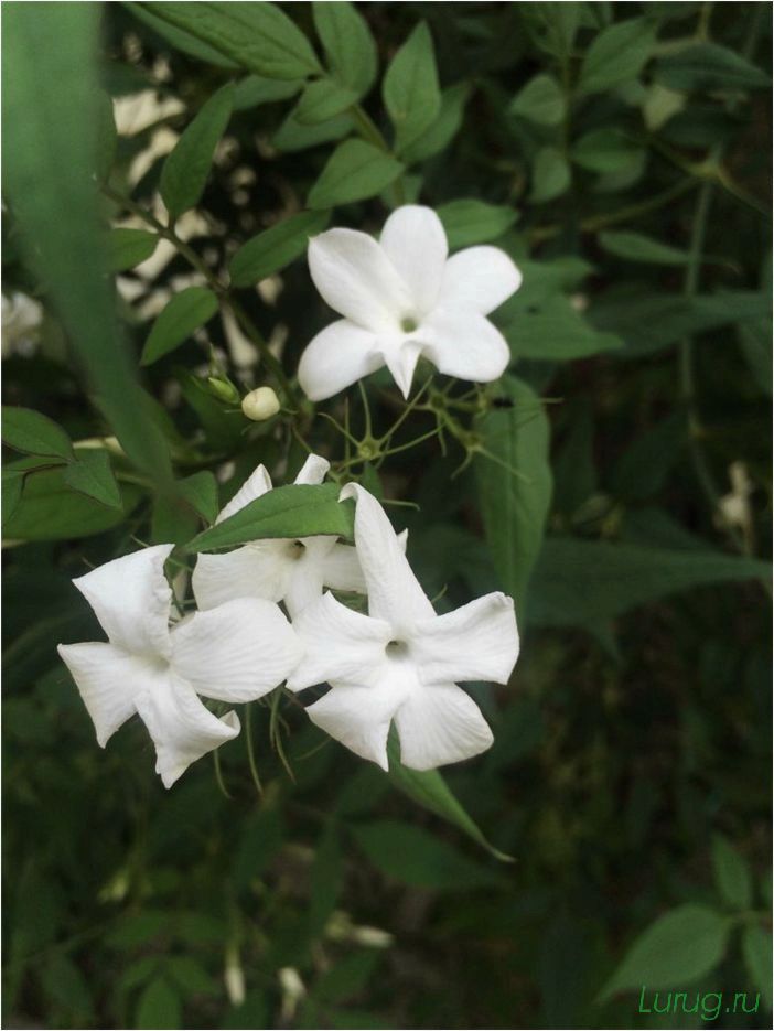 (жасмин, jasminum, описание, уход, посадка) Жасмин (Jasminum): описание и уход, посадка в грунт, использование в ландшафтном дизайне