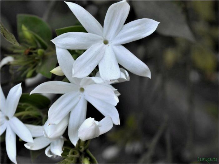 (жасмин, jasminum, описание, уход, посадка) Жасмин (Jasminum): описание и уход, посадка в грунт, использование в ландшафтном дизайне