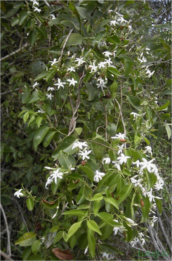 (жасмин, jasminum, описание, уход, посадка) Жасмин (Jasminum): описание и уход, посадка в грунт, использование в ландшафтном дизайне