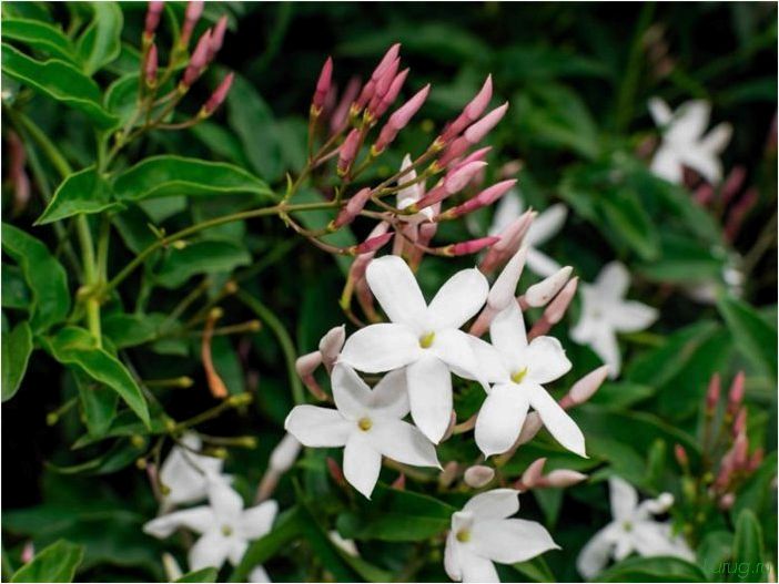(жасмин, jasminum, описание, уход, посадка) Жасмин (Jasminum): описание и уход, посадка в грунт, использование в ландшафтном дизайне