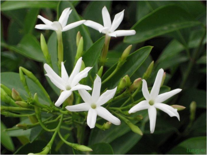 (жасмин, jasminum, описание, уход, посадка) Жасмин (Jasminum): описание и уход, посадка в грунт, использование в ландшафтном дизайне